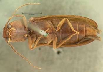 Media type: image;   Entomology 33762 Aspect: habitus ventral view